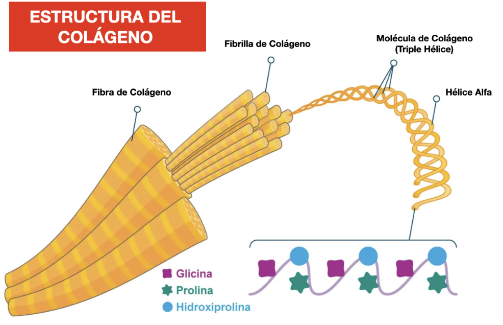 estructura del colágeno
